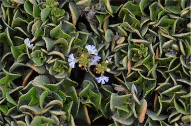 APII jpeg image of Scaevola crassifolia  © contact APII