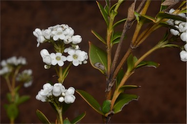 APII jpeg image of Logania ovata  © contact APII