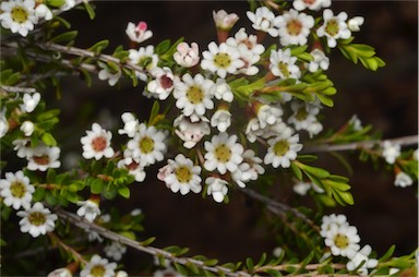 APII jpeg image of Thryptomene micrantha  © contact APII