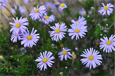 APII jpeg image of Olearia ciliata  © contact APII