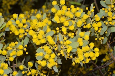 APII jpeg image of Acacia dictyocarpa  © contact APII