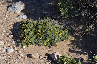 APII jpeg image of Pultenaea tenuifolia  © contact APII