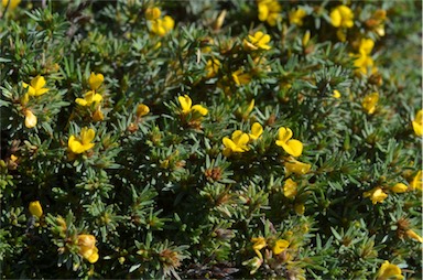 APII jpeg image of Pultenaea tenuifolia  © contact APII