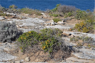 APII jpeg image of Pultenaea rigida  © contact APII