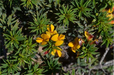 APII jpeg image of Pultenaea rigida  © contact APII