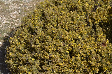 APII jpeg image of Pultenaea tenuifolia  © contact APII