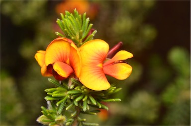 APII jpeg image of Pultenaea tenuifolia  © contact APII