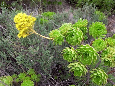 APII jpeg image of Aeonium arboreum  © contact APII