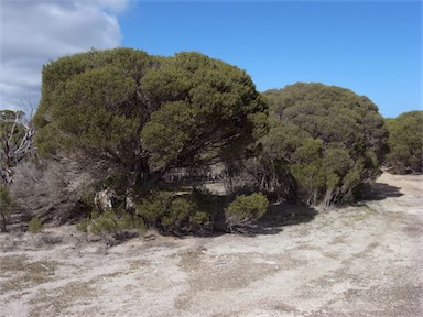 APII jpeg image of Melaleuca halmaturorum  © contact APII