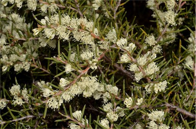 APII jpeg image of Hakea rugosa  © contact APII