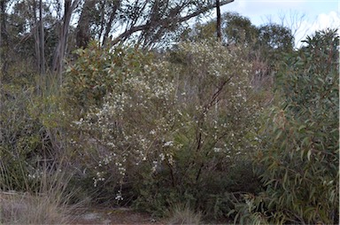 APII jpeg image of Leptospermum coriaceum  © contact APII