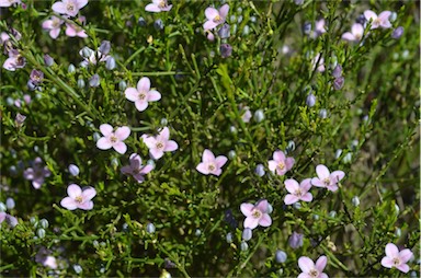 APII jpeg image of Boronia coerulescens subsp. coerulescens  © contact APII