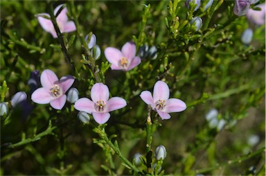 APII jpeg image of Boronia coerulescens subsp. coerulescens  © contact APII