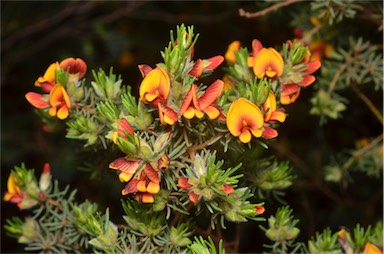 APII jpeg image of Pultenaea tenuifolia  © contact APII