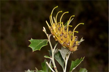 APII jpeg image of Grevillea ilicifolia subsp. ilicifolia  © contact APII