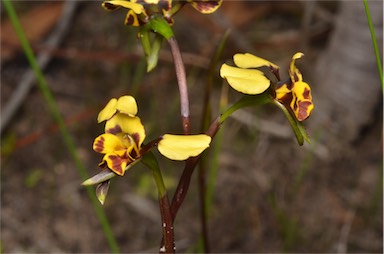 APII jpeg image of Diuris pardina  © contact APII