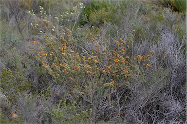 APII jpeg image of Pultenaea acerosa  © contact APII