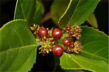 APII jpeg image of Rhamnus alaternus  © contact APII