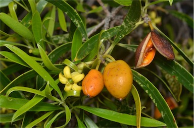APII jpeg image of Pittosporum angustifolium  © contact APII