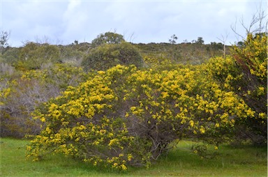 APII jpeg image of Acacia paradoxa  © contact APII