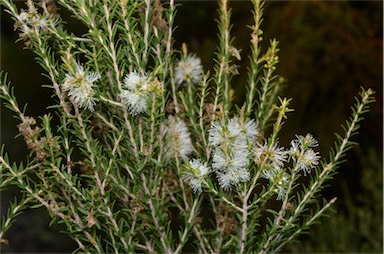 APII jpeg image of Melaleuca lanceolata  © contact APII