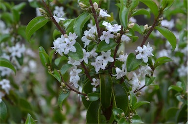 APII jpeg image of Myoporum viscosum  © contact APII