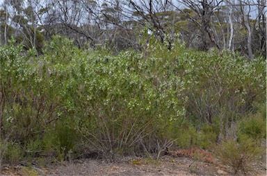 APII jpeg image of Myoporum viscosum  © contact APII