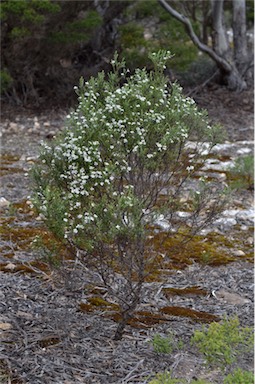 APII jpeg image of Olearia brachyphylla  © contact APII