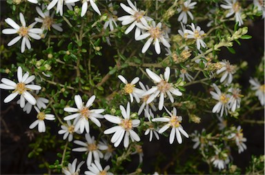 APII jpeg image of Olearia brachyphylla  © contact APII