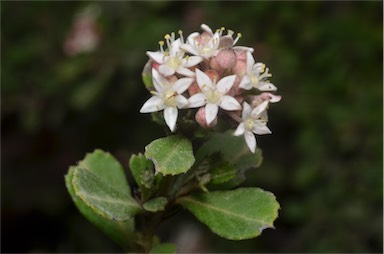 APII jpeg image of Pomaderris obcordata  © contact APII