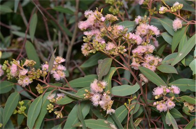 APII jpeg image of Eucalyptus lansdowneana  © contact APII