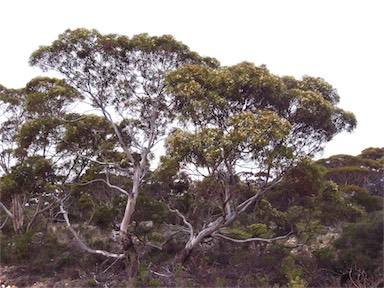 APII jpeg image of Eucalyptus gracilis  © contact APII