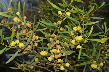 APII jpeg image of Acacia dodonaeifolia  © contact APII