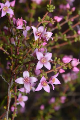 APII jpeg image of Boronia inornata subsp. leptophylla  © contact APII