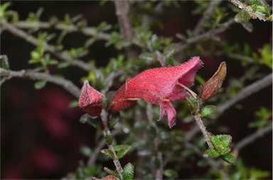 APII jpeg image of Prostanthera serpyllifolia subsp. microphylla  © contact APII