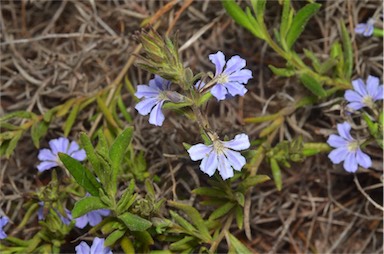 APII jpeg image of Scaevola linearis subsp. linearis  © contact APII