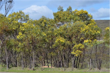 APII jpeg image of Acacia pycnantha  © contact APII