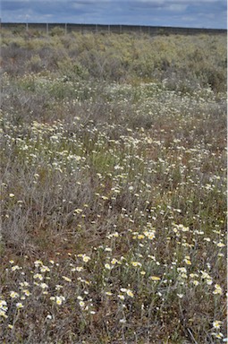 APII jpeg image of Rhodanthe corymbiflora  © contact APII