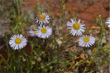 APII jpeg image of Brachyscome ciliaris var. lanuginosa  © contact APII