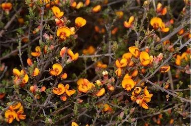 APII jpeg image of Pultenaea microphylla  © contact APII