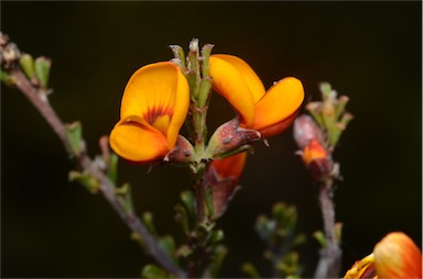 APII jpeg image of Pultenaea microphylla  © contact APII