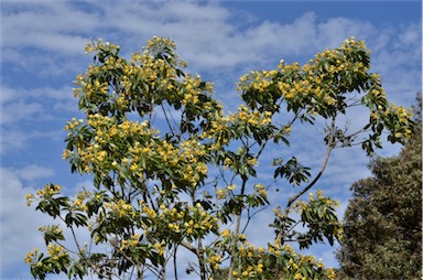 APII jpeg image of Hymenosporum flavum  © contact APII