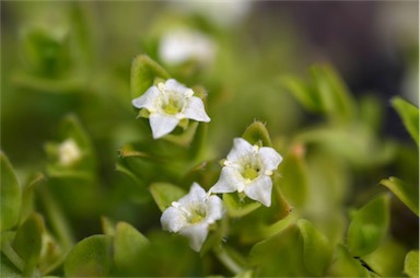 APII jpeg image of Mitrasacme serpyllifolia  © contact APII