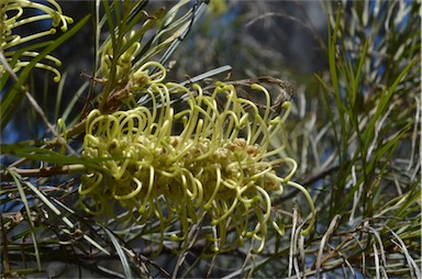 APII jpeg image of Grevillea whiteana  © contact APII