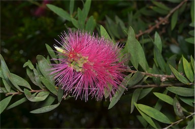 APII jpeg image of Callistemon citrinus  © contact APII