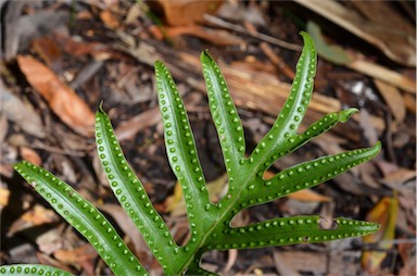 APII jpeg image of Zealandia pustulata subsp. howensis  © contact APII