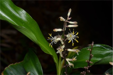 APII jpeg image of Cordyline murchisoniae  © contact APII