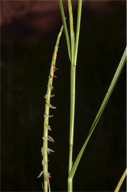 APII jpeg image of Hemarthria uncinata var. uncinata  © contact APII