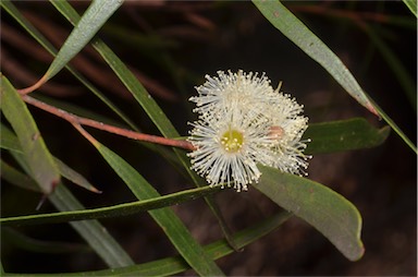 APII jpeg image of Eucalyptus apiculata  © contact APII