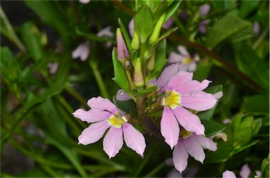 APII jpeg image of Scaevola 'Fairy Pink'  © contact APII